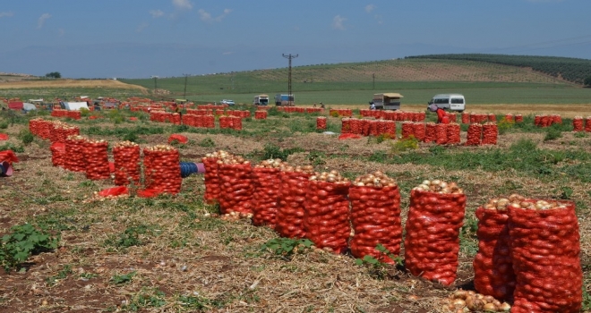 Amik Ovasında Soğan Hasadı