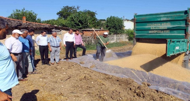Tmo Buğday Alımına Başladı