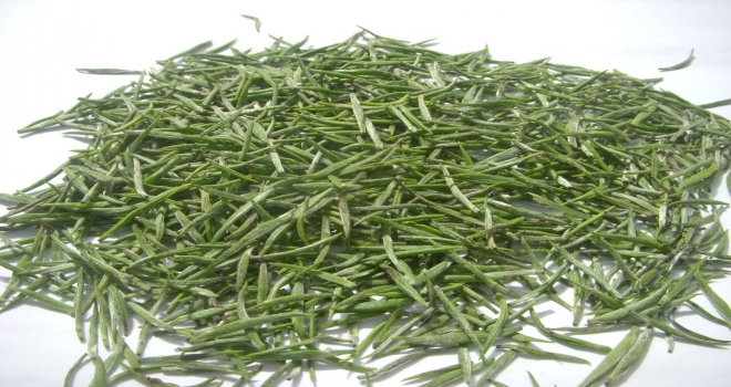 Çaykur Bu Yıl Yaş Çay Sezonunda 475 Kilogram Beyaz Çay Aldı