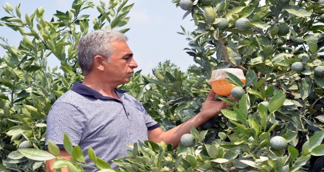 Doğan: Narenciye Enstitüsü Kurulmalı