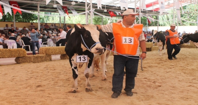 Çiğ inek sütünün litresi 1 lira 70 kuruş!