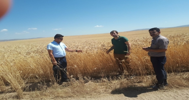 Özalpta Buğday Hasadına Başlandı