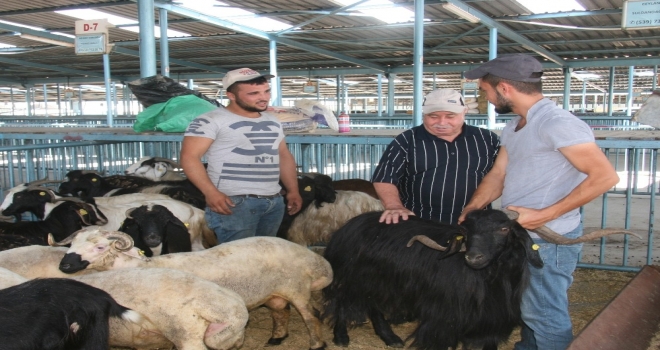 Bayrama Sayılı Günler Kala Hayvan Pazarında Durgunluk Yaşanıyor