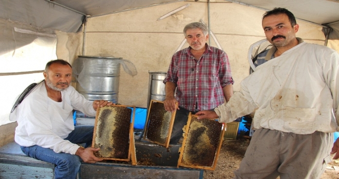 Muğla Çam Balı Tescillendi