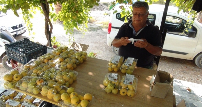 Türkiye'nin ilk 'Guava'sı Silifke'den