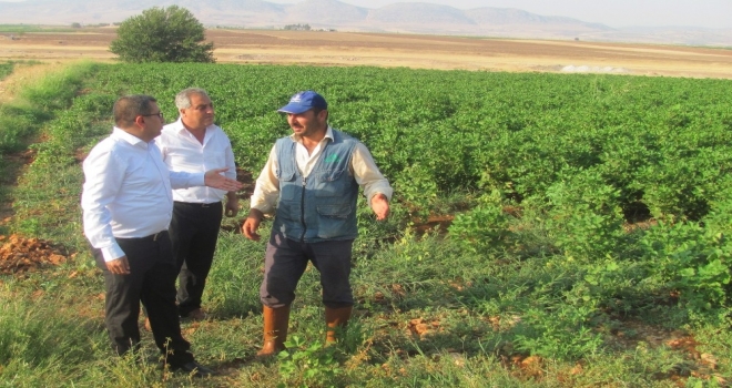 Araban Ovasında Çiçek Ve Koza Dökülmeleri Üreticiyi Tedirgin Etti