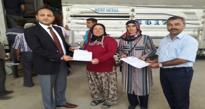 Pazarlarda 8 Genç Çiftçiye 5Er Adet Büyükbaş Hayvan