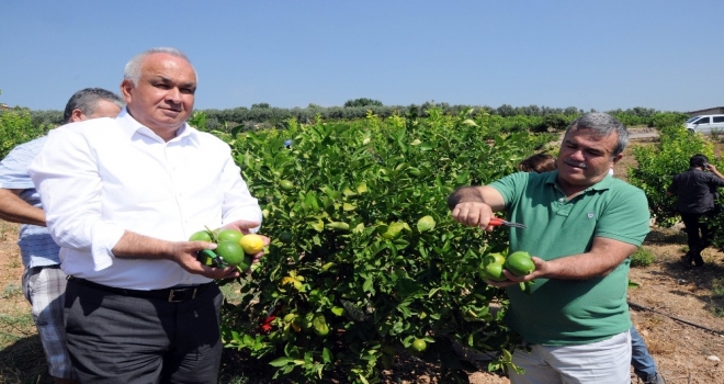 Başkandan Cezeryeli İhracatlık Limon Kesimi