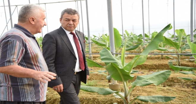 Antalyada Muz Üretimi 5 Yılda Yüzde 177 Arttı