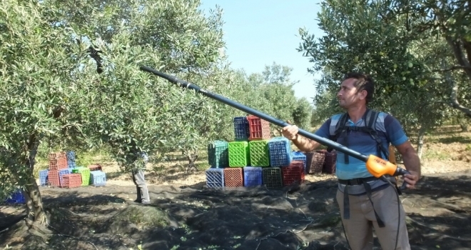 Balıkesirde Zeytin Hasadı Başladı