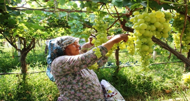 Sarıgölün Üzümleri Koruma Altında