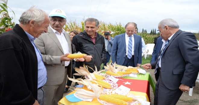 Yerli Mısır Yabancıya Kafa Tutmaya Hazırlanıyor