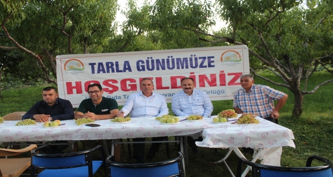 Iğdırda Üzüm Hasadına Başlandı