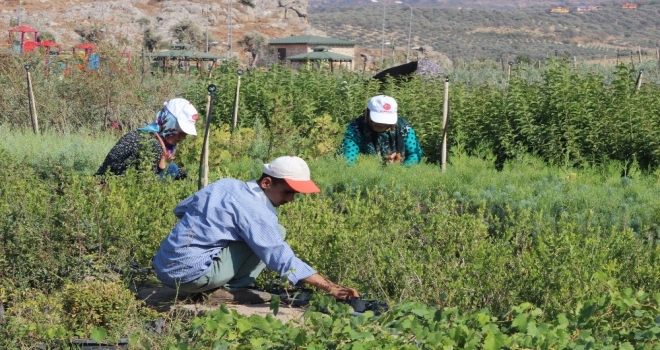 Kursiyerler İlçenin Peyzaj İhtiyacını Karşılıyor