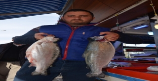 Trabzondan Japonya Ve Amerika ‘Ya Somon İhracatı