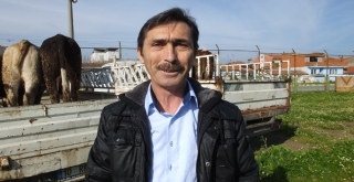 Burhaniyede 7 Çiftçiye 42 Düve Dağıtıldı