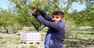 Kayısı En Meşakkatli Döneme Girdi