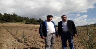 Ahmetlinin Fidanları Kontrol Altında