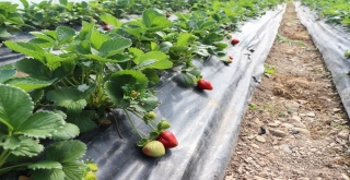 Turizm Kenti Marmariste Yılda 220 Ton Çilek Üretiliyor