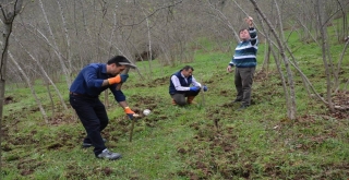 Örnek Bahçelerde Fındık Verimi Artıyor