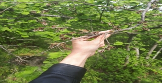 Fındıkta Çölden Gelen Tehlike