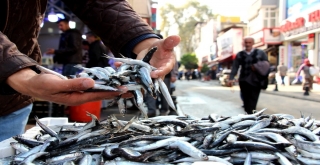 Hamsi İhracatında Miktar Ve Döviz Gelirinde Yüzde 10 Artış