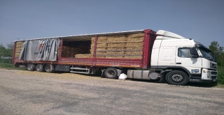 Trakyanın Samanı Egenin Göz Bebeği