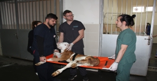 Yatılı Hastane Hizmeti İle Buzağı Kayıpları Yüzde 80 Engelleniyor