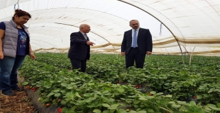 Sultanhisar çileği için coğrafi işaret alınacak