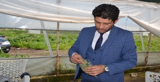 (Özel Haber) En Sağlıklı Şeker Stevia