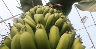 Anamurda Çiçek Muz Sezonu Başladı