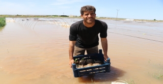 Şanlıurfa Suruç'ta ovayı su bastı zarar çok büyük