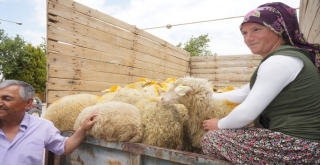 Sarıgölde İki Genç Çiftçi Küçükbaş Hayvanlarına Kavuştu
