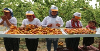 Mersinin Mut İlçesi 70 Bin Ton Kayısı İhracatı Hedefliyor