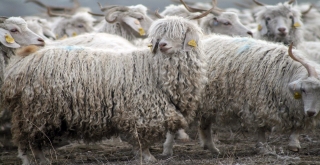 Tiftik, Tarihinde En Yüksek Fiyatı Gördü