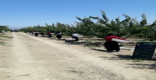 Reyhanlıda Kayısı Hasadı Başladı