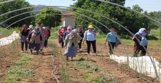 Muğla'nın Yenilebilir Otları Tanıtılıyor