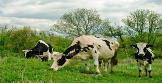 Tarsimden Hayvancılığa Destek