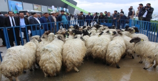 Vanda ‘Mobil Koyun Banyoluğu Dağıtımı