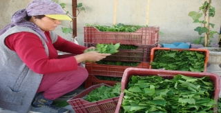 Sarıgölde Taze Üzüm Yaprağının Kilosu 3 Tl