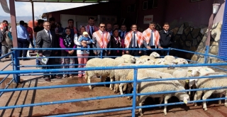 Alaşehirli Genç Çiftçilere 444 Küçükbaş Hayvan Dağıtıldı