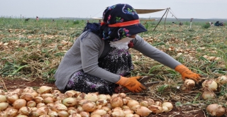 Reyhanlıda Soğan Hasadına Başlandı