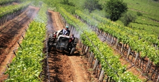 Verimi Düşük Olan Üzümde Kaliteyi Artıracaklar