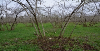 Ordu'da Örnek Fındık Bahçeleri İle Verim 4 Kat Arttı