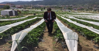 Suriyeli Türkmenler Çilek Hasadına Başladı