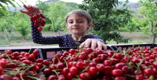 Amasyada Kirazlar 20 Gün Erkenden Oldu