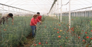 Kesme Çiçeğe Sıcak Hava Darbesi