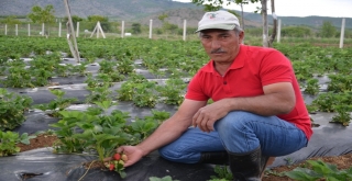 Dodurgada Çilek Hasadı Başladı