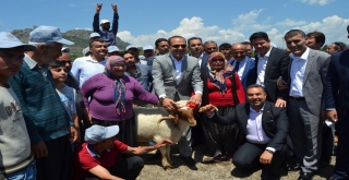 Kozanda Küçükbaş Hayvan Yetiştiricilerine Damızlık Koç Dağıtıldı