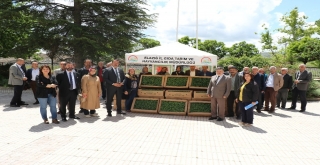 Çiftçiye 60 Bin Domates Fidesi Dağıtıldı